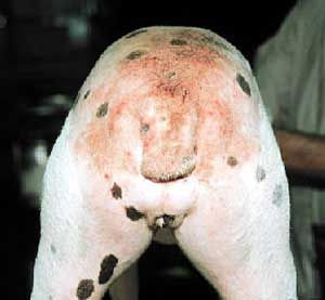 Flea Dermatitis Dogs