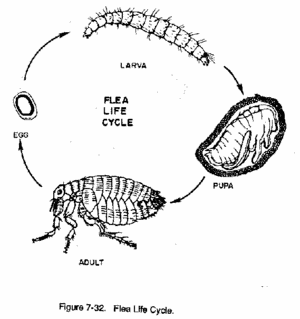 flea life cycle