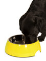 Kakadu Pet Bowl