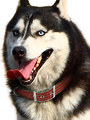 Kakadu Pet Red Rope Padded Collar