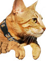 Kakadu Pet Aztec Collar