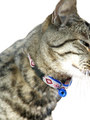 Kakadu Pet San Jose Collar