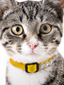 Kakadu Pet Daisy Chain Nylon Collar