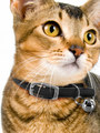 Kakadu Pet Tinker Bell Nylon/Elastic Collar