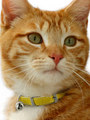 Kakadu Pet Patent Pet Leather Collar