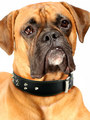 Kakadu Pet Boxer Studded Leather Collar