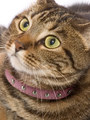 Kakadu Pet Wilshire Studded Leather Collar View 2