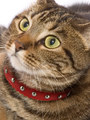 Kakadu Pet Wilshire Studded Leather Collar