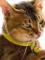 Kakadu Pet Bells &amp; Bows Patent Leather Collar