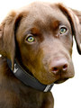 Kakadu Pet Run Scotty Run Decorative Leather Collar