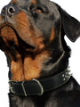 Kakadu Pet Punk Pooch Studded Leather Collar