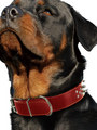 Kakadu Pet Punk Pooch Studded Leather Collar View 2