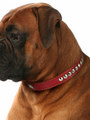 Kakadu Pet Buster Studded Leather Collar View 2