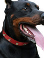 Kakadu Pet Studly Studded Leather Collar