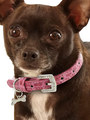 Kakadu Pet Park Avenue Collar