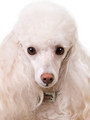 Kakadu Pet 5th Avenue Collar