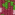 cherry-blossom