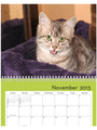2013 Pet Shed Calendar
