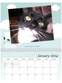 2013 Pet Shed Calendar