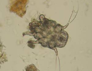 Ear mites , which can affect both cats and dogs, live in the ears but Ear mites , which can affect both cats and dogs, live in the ears but