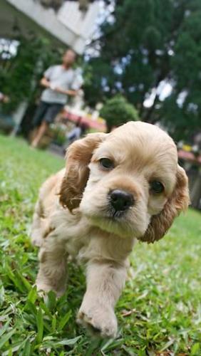 Localized Demodectic Mange | www.pixshark.com - Images ...